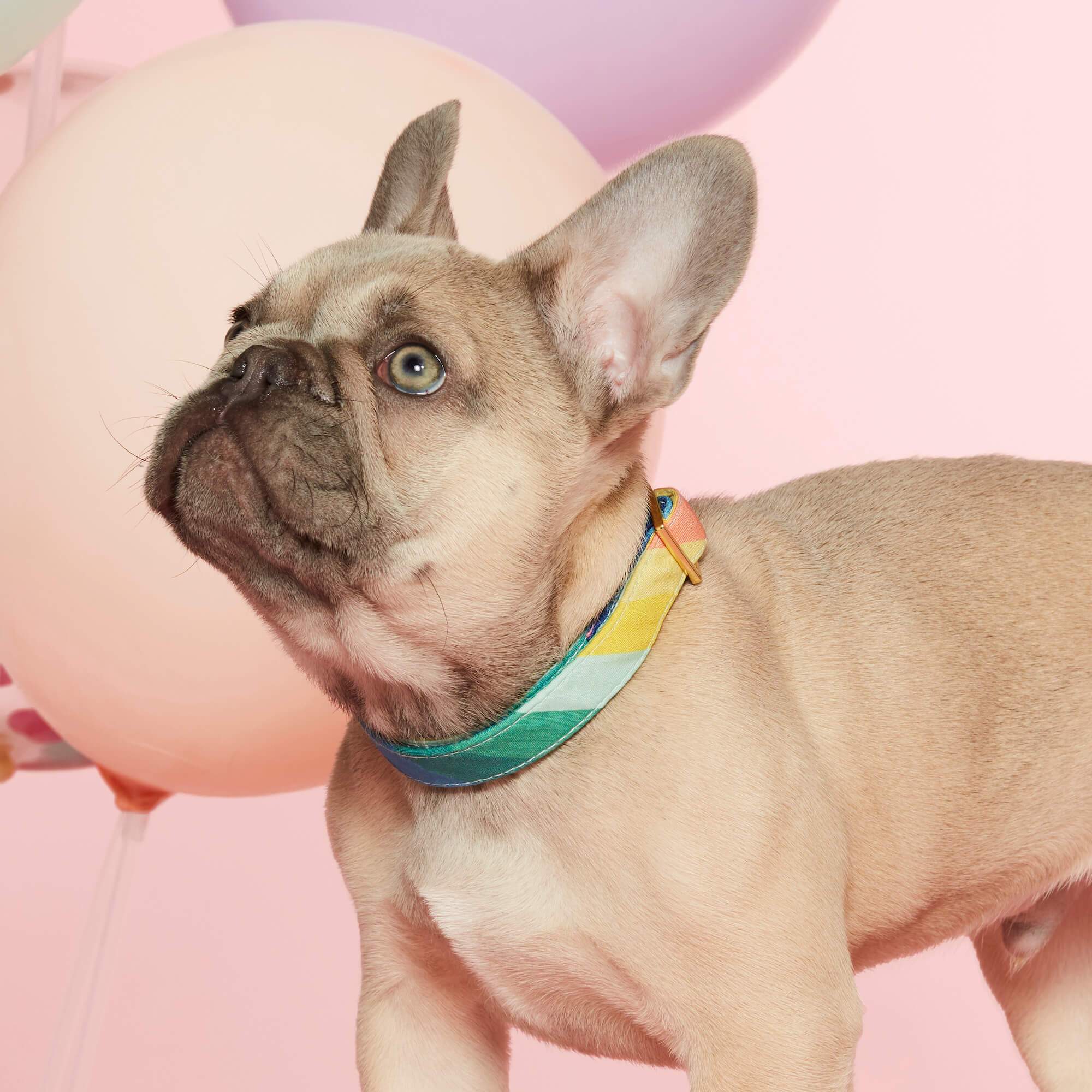 Over the Rainbow Dog Collar: Medium