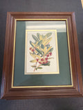 Pittosporum crassifolium plant print