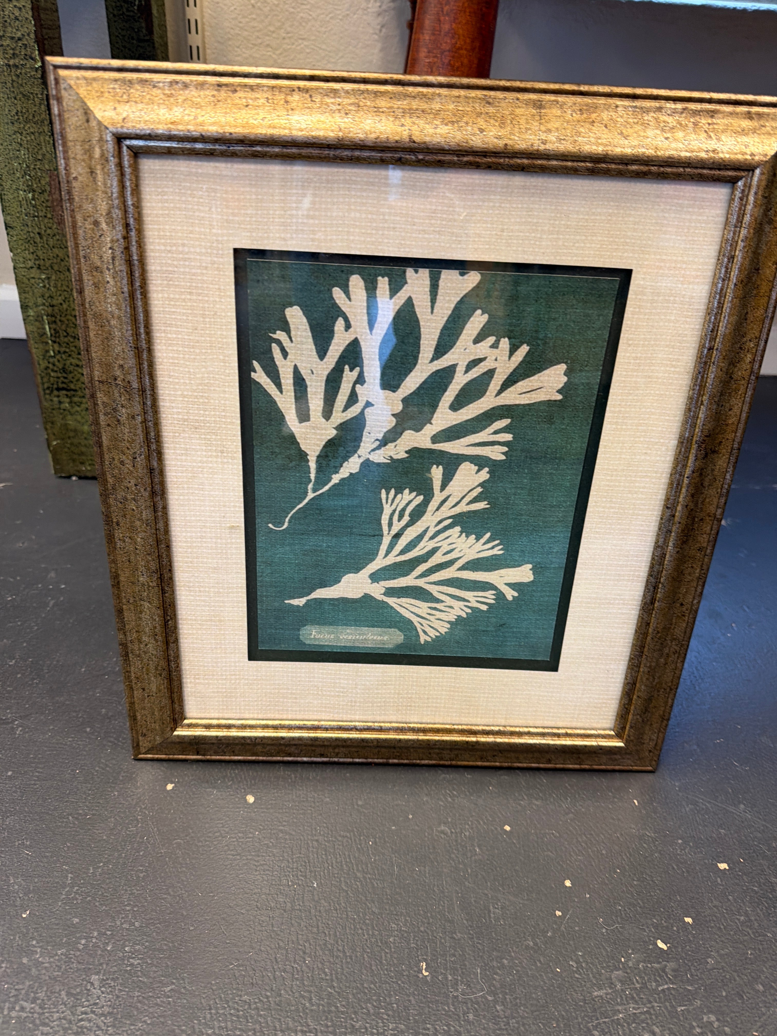 Set of 2 Algae and Seaweed prints