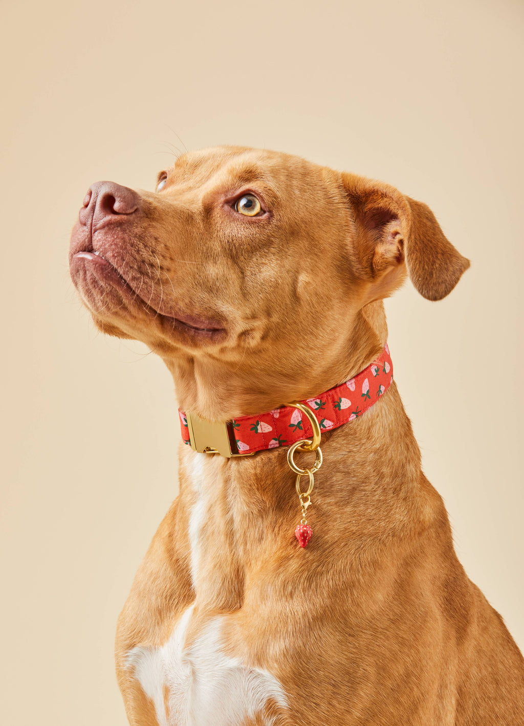 Berry Sweet Dog Collar: M