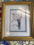 Narcissus illustration by Pierre-Joseph Redoute.