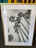 Palm trees