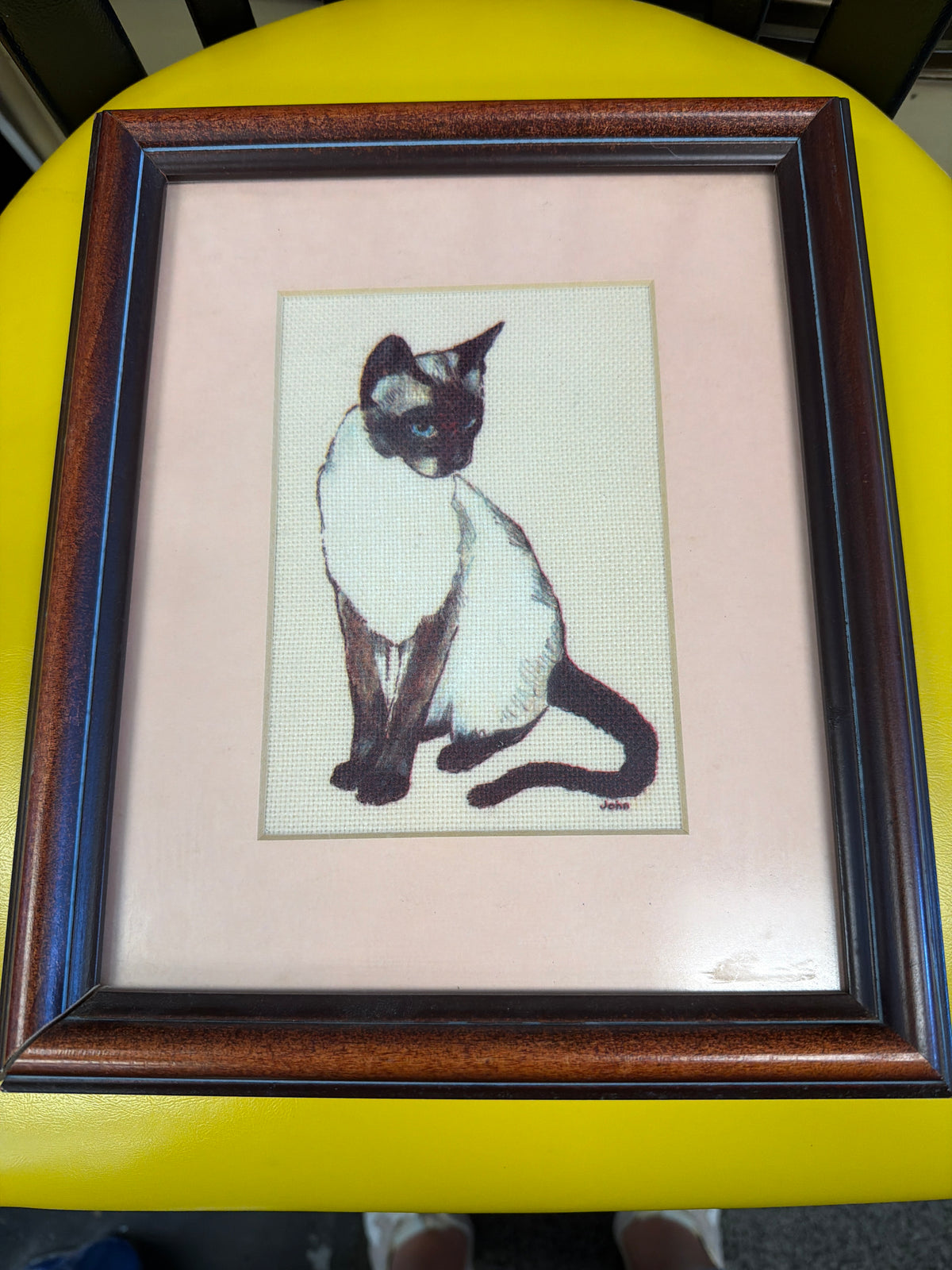 Siamese Cat