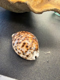 Tiger Cowrie Shell