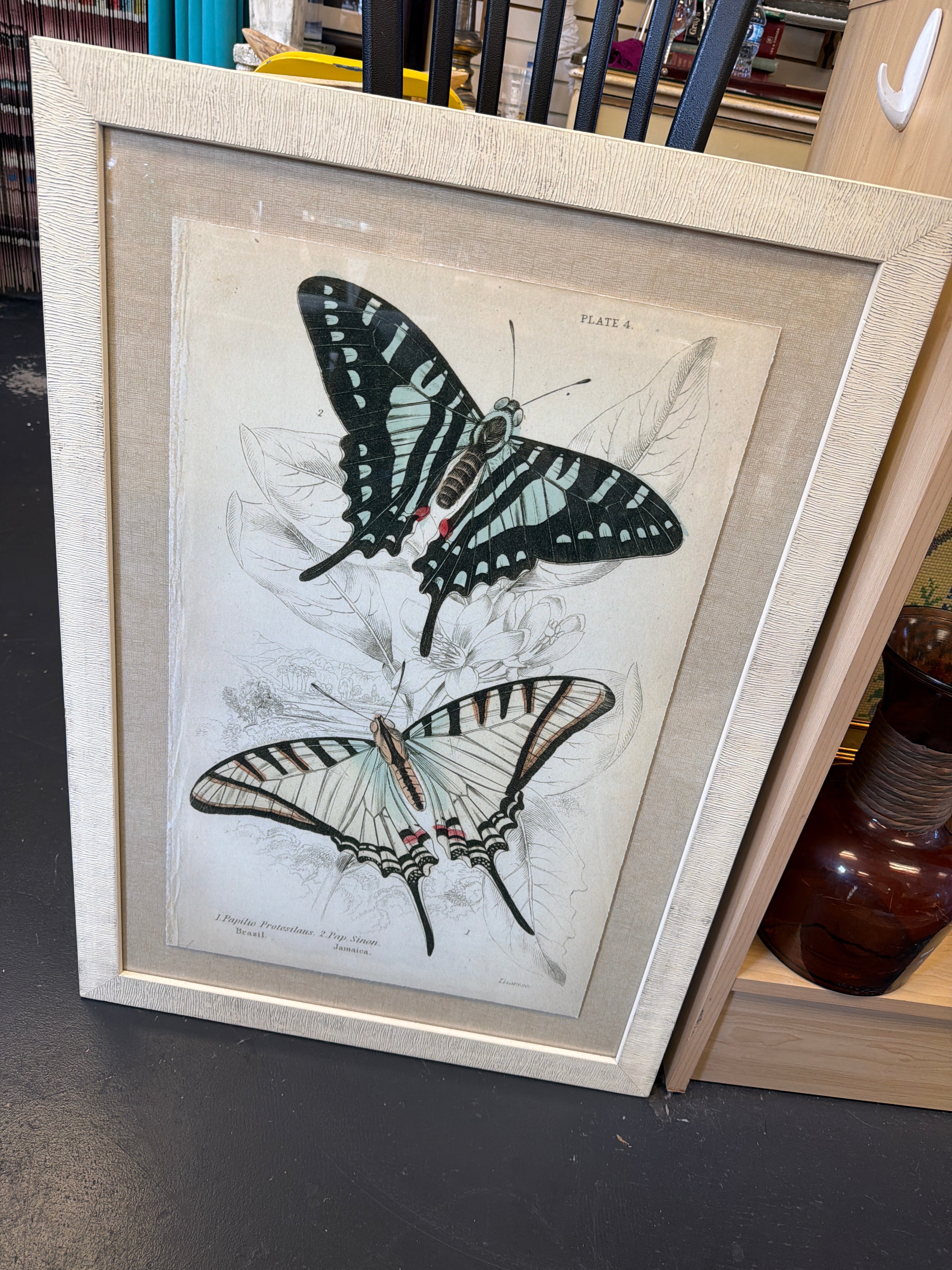 Butterfly illustrations by William H. Lizars
