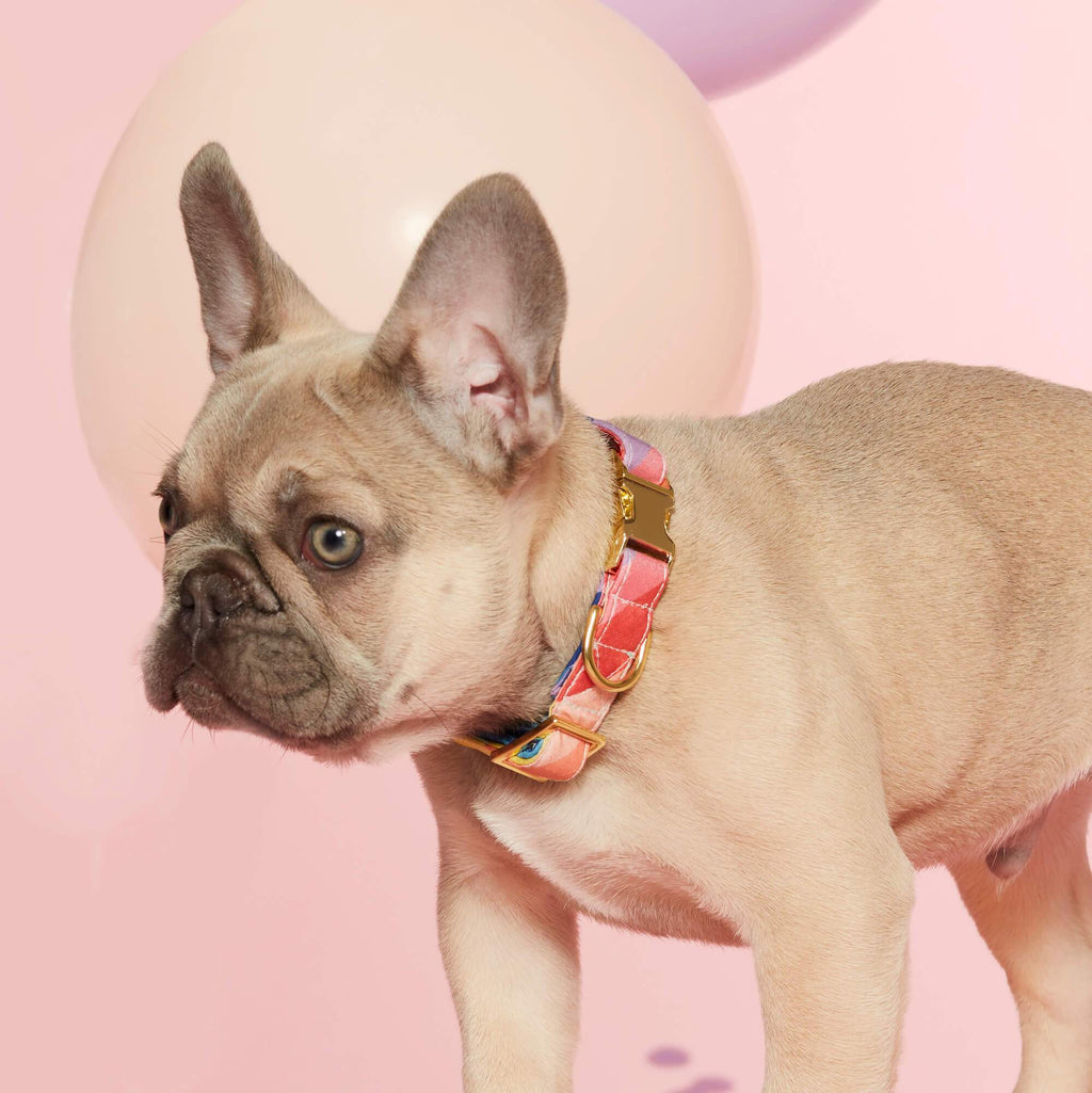 Over the Rainbow Dog Collar: Large