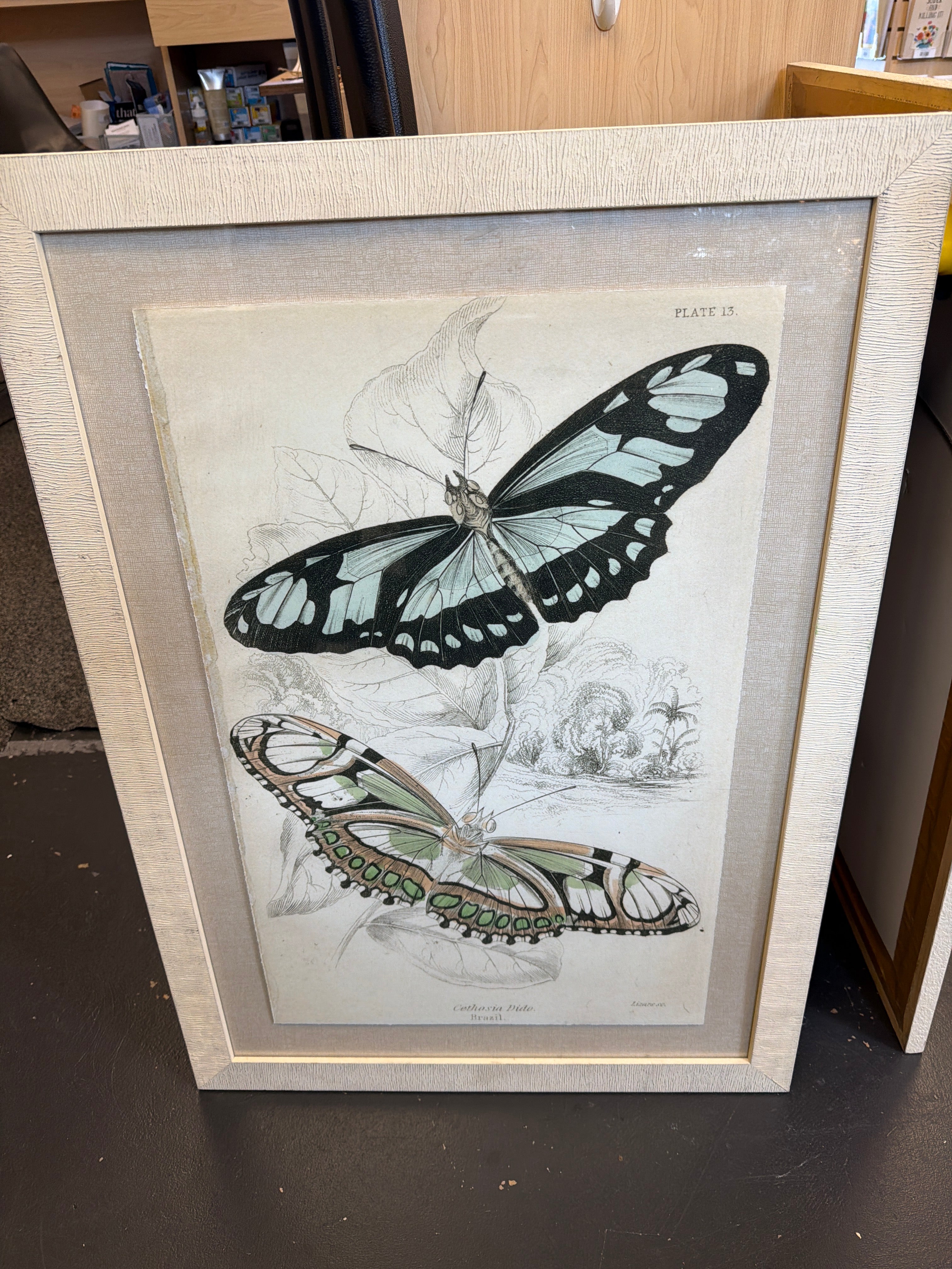 Butterfly illustrations by William H. Lizars