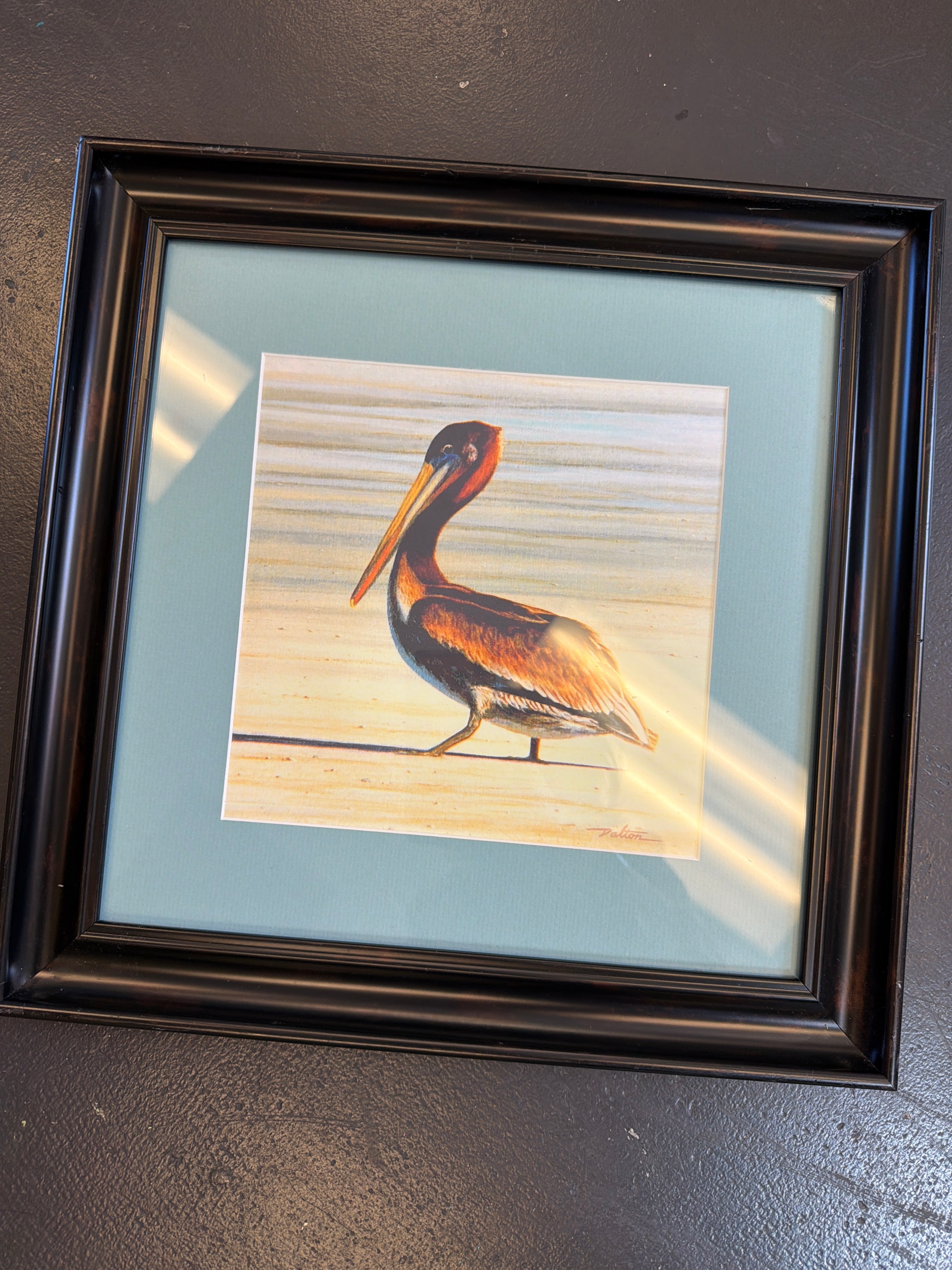 Brown Pelican