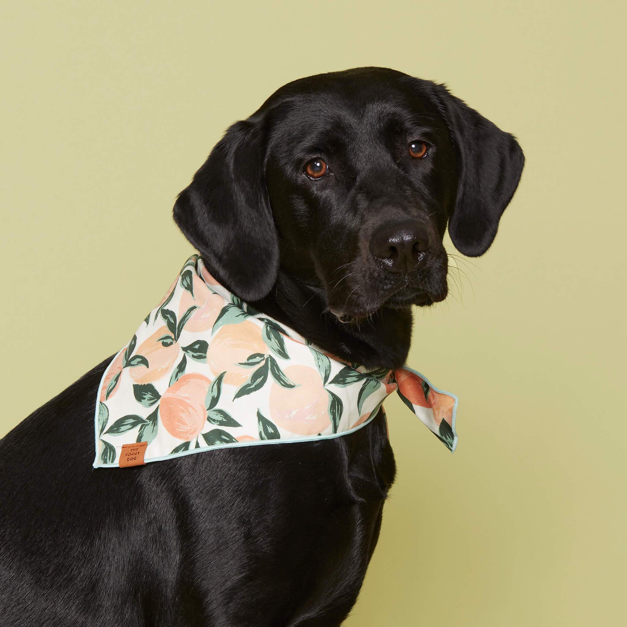Peaches and Cream Dog Bandana: Large