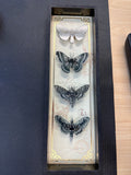 Butterfly/moth Shadowbox