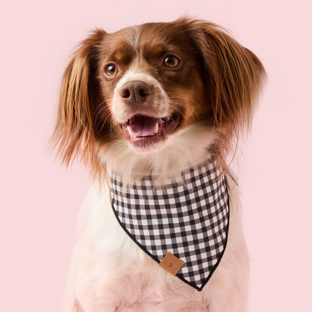 Spooky Season Reversible Dog Bandana: M - up to 18”