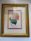 "Hortensia" (Hydrangea) by Pierre-Joseph Redouté