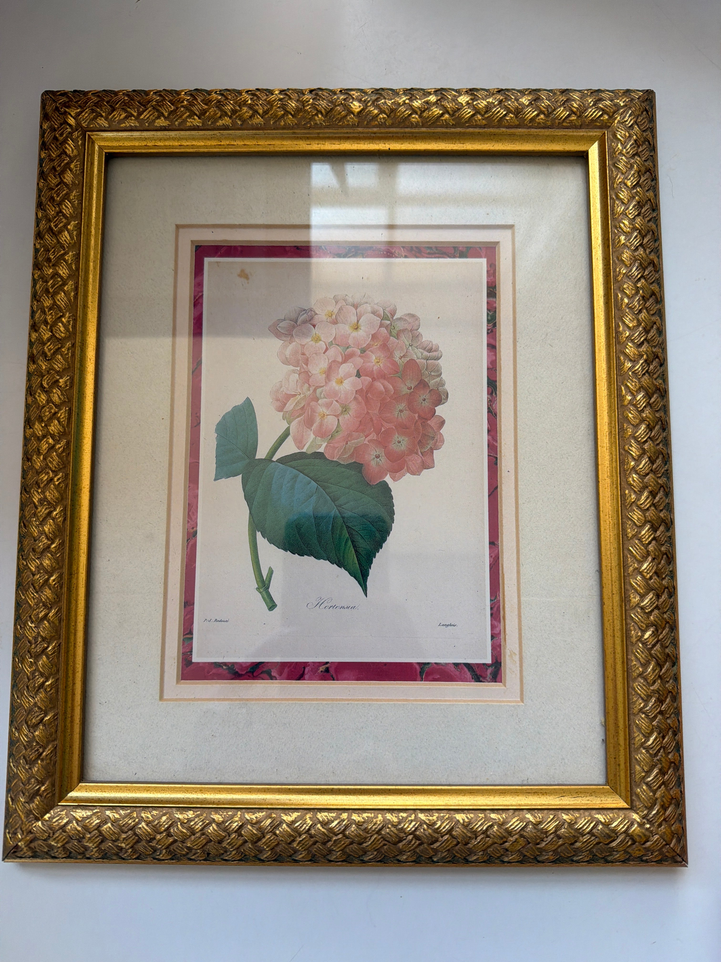 "Hortensia" (Hydrangea) by Pierre-Joseph Redouté