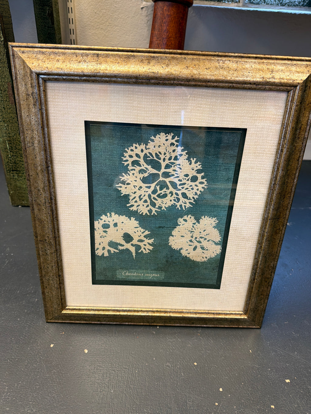 Set of 2 Algae and Seaweed prints