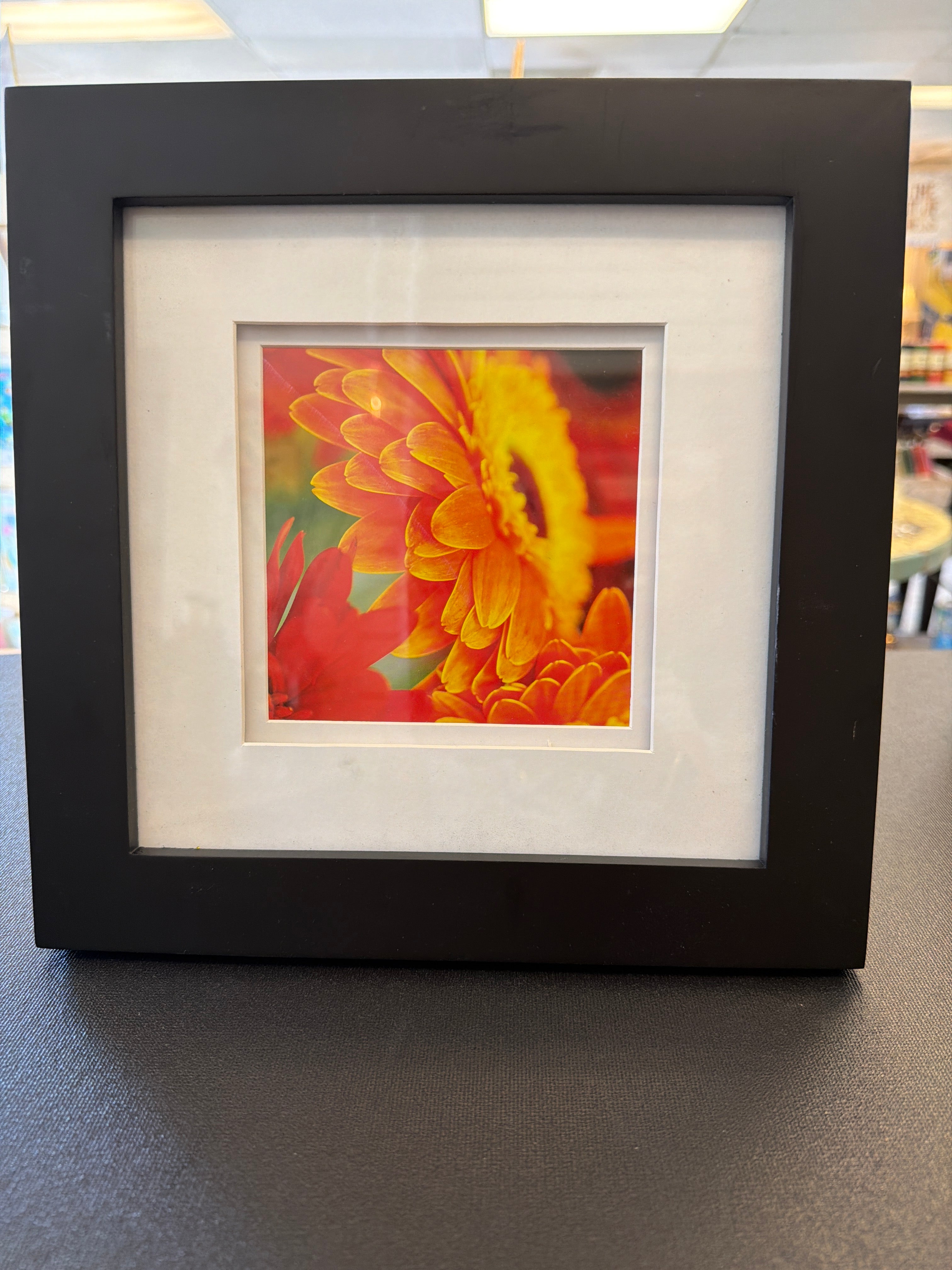 Yellow and red Gerbera daisy