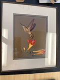 Hummingbird- Carl R. Sams II