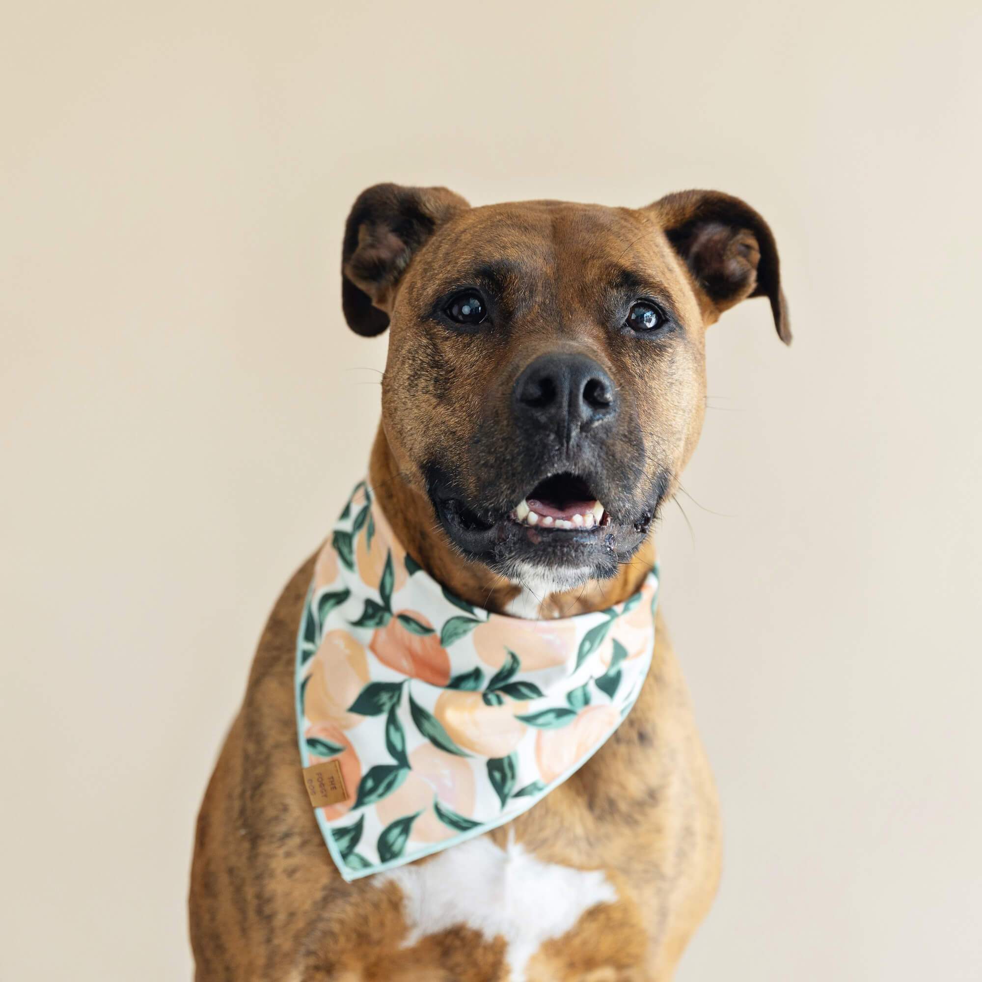 Peaches and Cream Dog Bandana: Medium