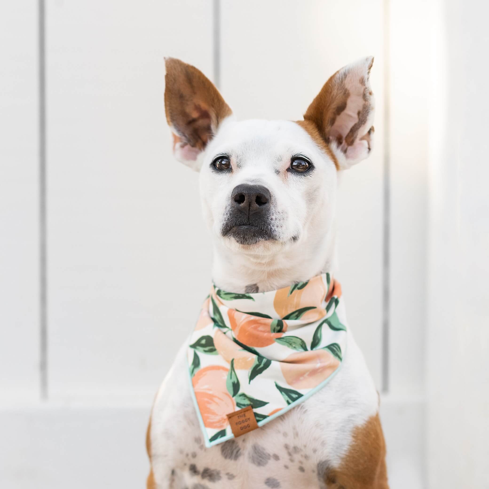 Peaches and Cream Dog Bandana: Large