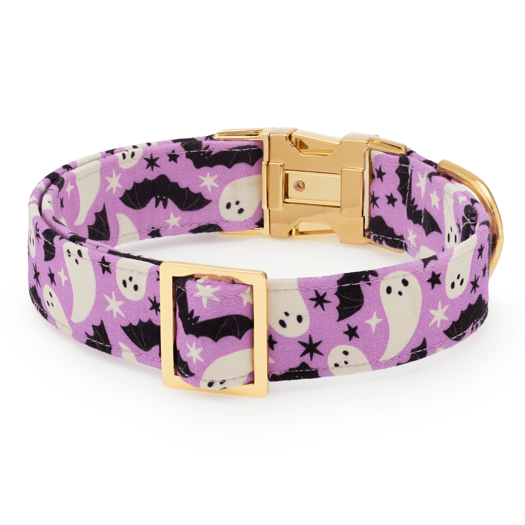 Spooky Season Glow-in-the-Dark Dog Collar: S