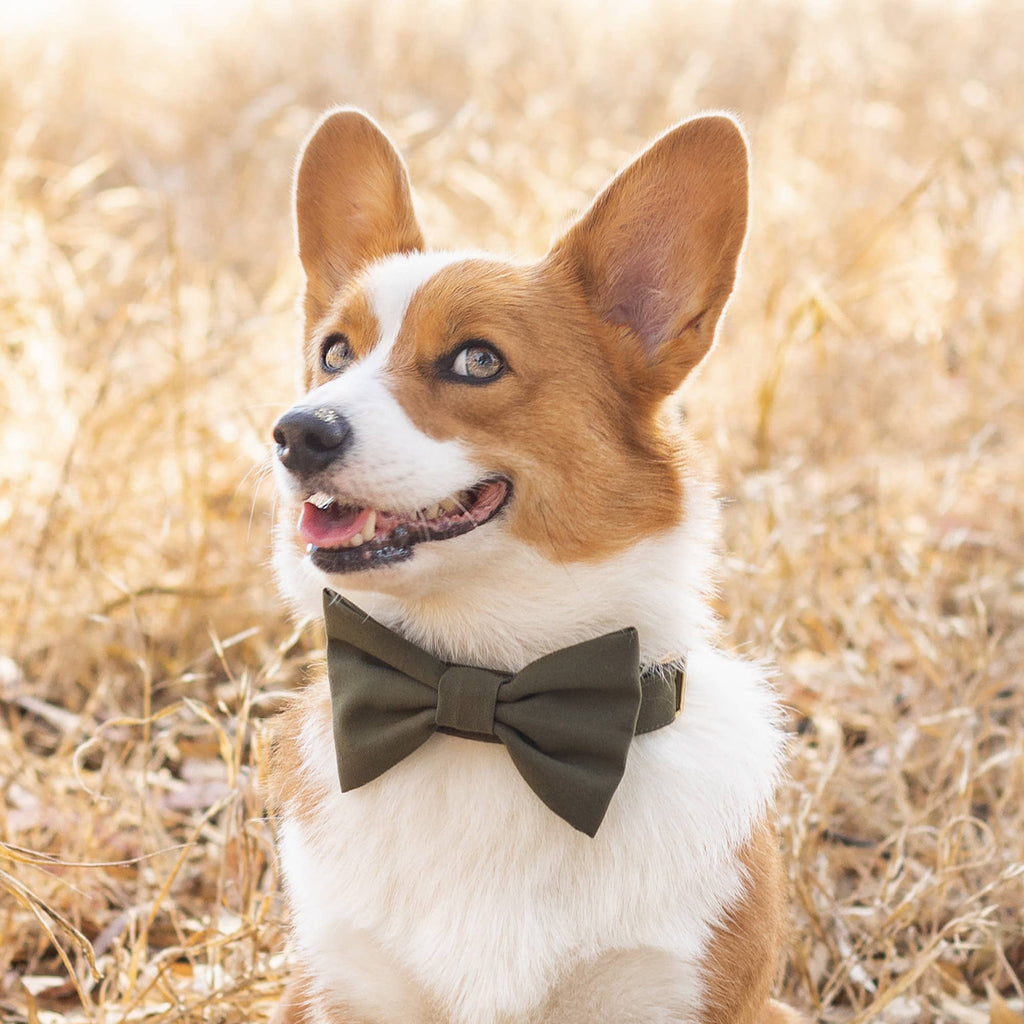 Olive Dog Collar: XS/Gold